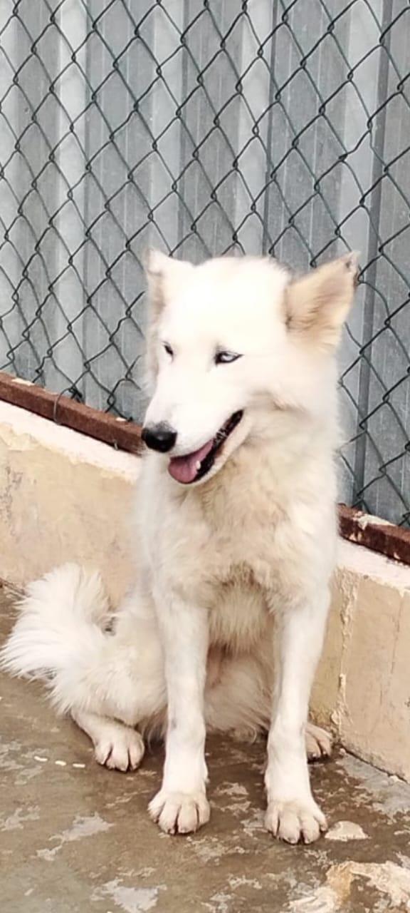 Donut, meravigliosa Husky Foto 8